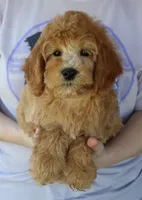 f1b Jade, a female Miniature Goldendoodle for sale in Joplin, MO – 2 of 4