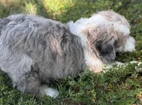 Mini Dudley, a male Miniature Aussiedoodle for sale in Joplin, MO – 6 of 6