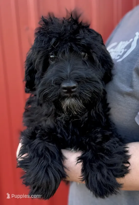 Mini Stella – Whoodle puppy for sale in Joplin, MO