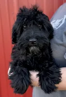 Mini Stella, a female Whoodle for sale in Joplin, MO – 1 of 5