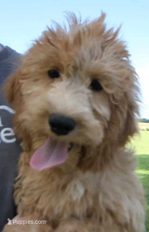 f1b Jade – Miniature Goldendoodle puppy for sale in Joplin, MO