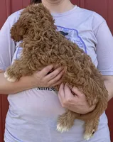 Harmony, a female Cavapoo for sale in Joplin, MO – 3 of 3
