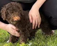 Mini Paisley Green eyes, a female Whoodle for sale in Joplin, MO – 2 of 3