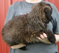 Standard size Blossom, a female Whoodle for sale in Joplin, MO – 3 of 3
