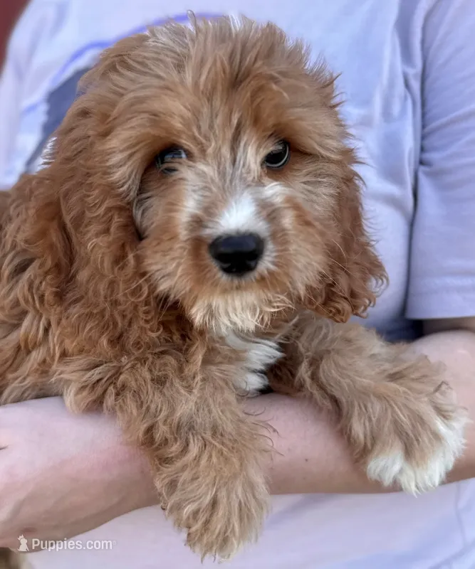Harlie – Cavapoo puppy for sale in Joplin, MO