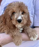 Harlie, a female Cavapoo for sale in Joplin, MO – 1 of 3