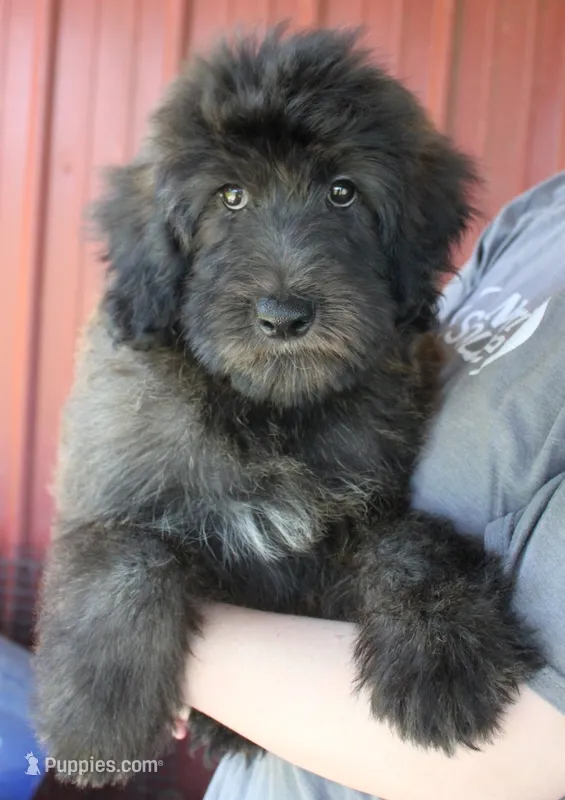 Standard size Blossom – Whoodle puppy for sale in Joplin, MO