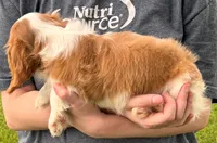 Matilda, a female Cavalier King Charles Spaniel for sale in Joplin, MO – 2 of 3