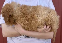 f1b Mini Macy green eyes, a female Whoodle for sale in Joplin, MO – 3 of 3