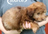 Mini Indie, a female Whoodle for sale in Joplin, MO – 3 of 3
