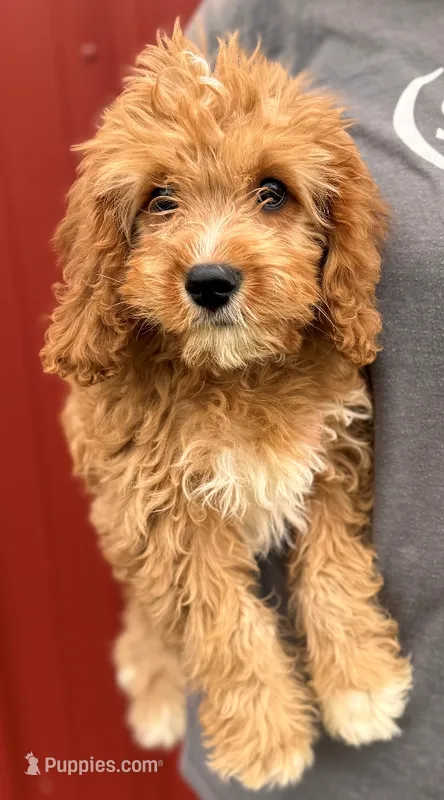 Harmony – Cavapoo puppy for sale in Joplin, MO