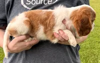 Matilda, a female Cavalier King Charles Spaniel for sale in Joplin, MO – 3 of 3