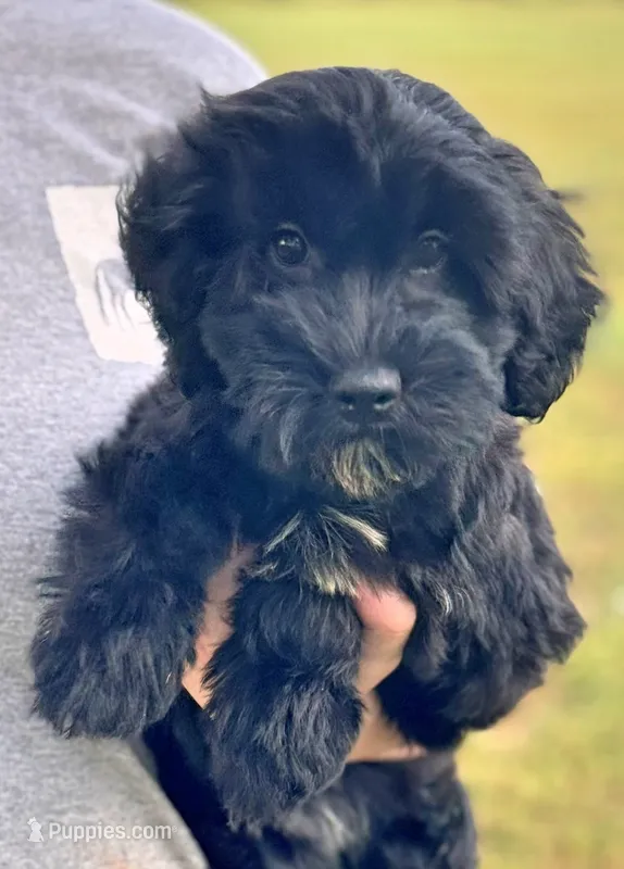 Mini Scarlett – Whoodle puppy for sale in Joplin, MO