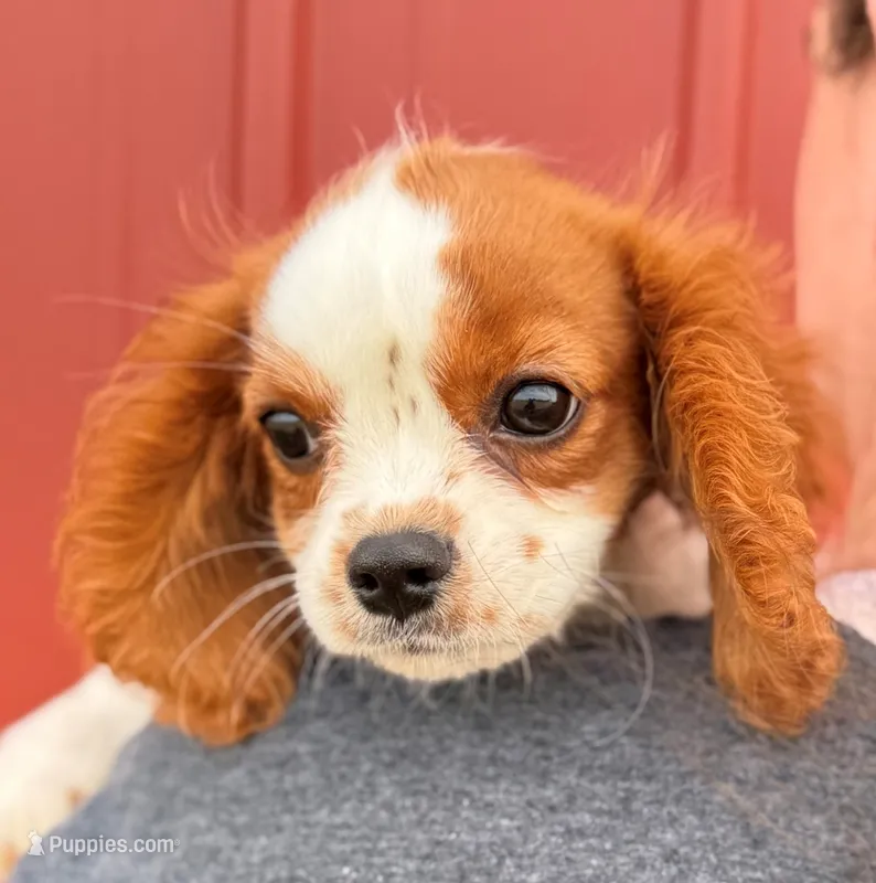 Little Max – Cavalier King Charles Spaniel puppy for sale in Joplin, MO