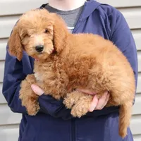 f1b Mini Rosie, a female Miniature Goldendoodle for sale in Joplin, MO – Photo 3 of 4