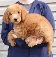 f1b Mini Rosie, a female Miniature Goldendoodle for sale in Joplin, MO – Photo 3 of 3