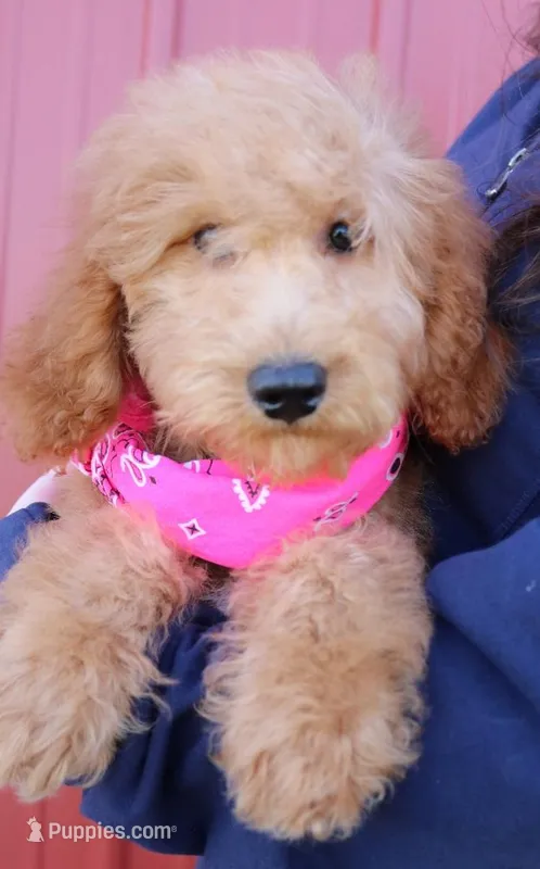 f1b Mini Rosie – Miniature Goldendoodle puppy for sale in Joplin, MO