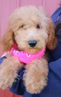 f1b Mini Rosie, a female Miniature Goldendoodle for sale in Joplin, MO – Photo 1 of 4