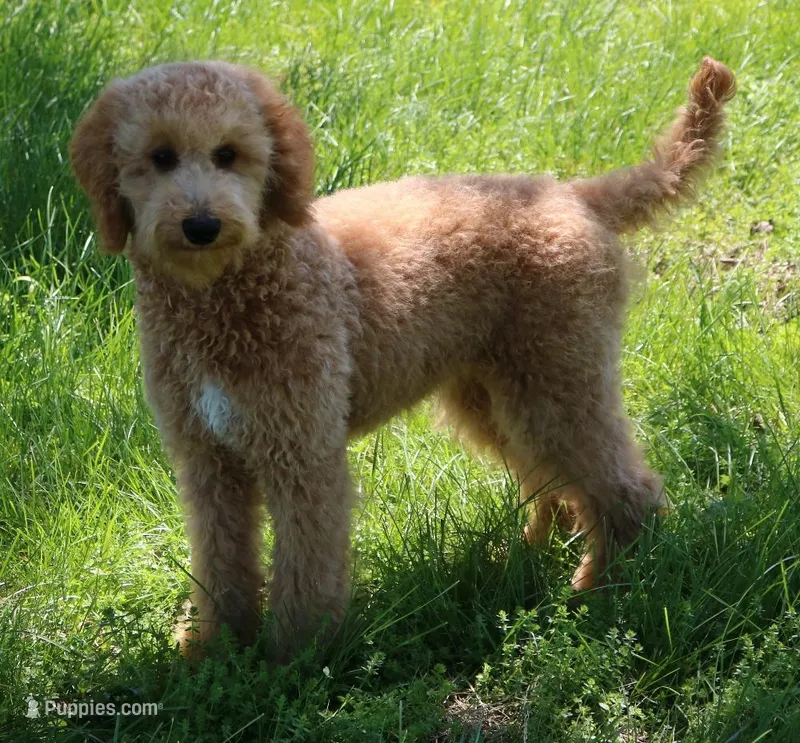 f1b Mini Rosie – Miniature Goldendoodle puppy for sale in Joplin, MO