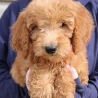 f1b Mini Rosie, a female Miniature Goldendoodle for sale in Joplin, MO – Photo 2 of 4