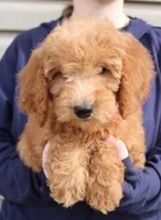 f1b Mini Rosie, a female Miniature Goldendoodle for sale in Joplin, MO – Photo 1 of 3