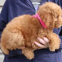 f1b Mini Rosie, a female Miniature Goldendoodle for sale in Joplin, MO – Photo 4 of 4