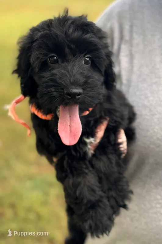 Mini Skyler – Whoodle puppy for sale in Joplin, MO