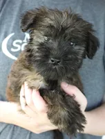 Mini Shorty, a female Whoodle for sale in Joplin, MO – 1 of 3