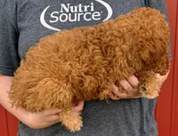 Boyd, a male Cavapoo for sale in Joplin, MO – 3 of 3