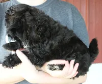 Mini Scarlett, a female Whoodle for sale in Joplin, MO – 3 of 3