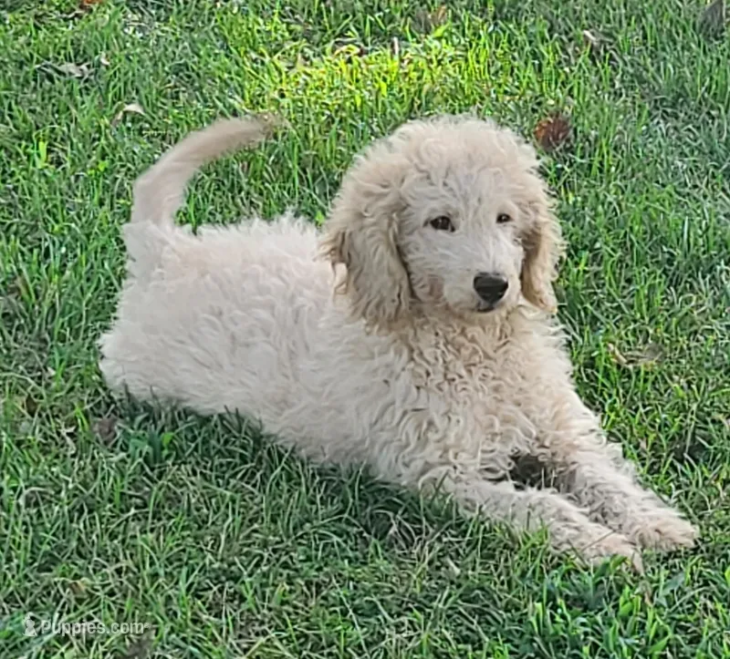 F1B Mini Prince – Miniature Goldendoodle puppy for sale in Joplin, MO