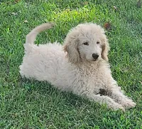 F1B Mini Prince, a male Miniature Goldendoodle for sale in Joplin, MO – 1 of 5