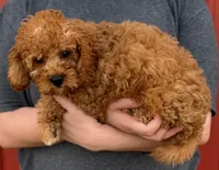 Boyd, a male Cavapoo for sale in Joplin, MO – 2 of 3