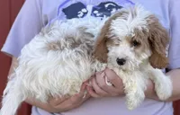 Harper, a female Cavapoo for sale in Joplin, MO – 3 of 3