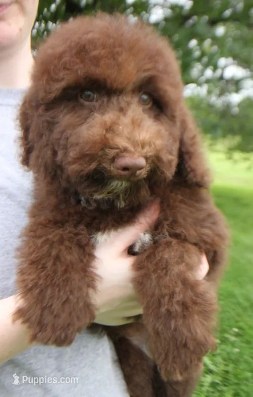 Mini Paisley Green eyes – Whoodle puppy for sale in Joplin, MO