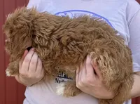 Harlie, a female Cavapoo for sale in Joplin, MO – 2 of 3