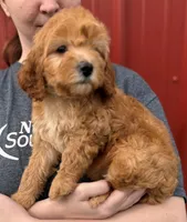 Bailey, a female Cavapoo for sale in Joplin, MO – Photo 2 of 3