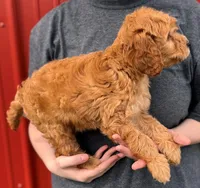 Bailey, a female Cavapoo for sale in Joplin, MO – Photo 3 of 3