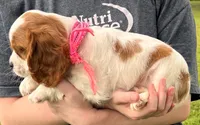 Millie, a female Cavalier King Charles Spaniel for sale in Joplin, MO – 3 of 3