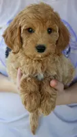 F1b Journey, a female Miniature Goldendoodle for sale in Joplin, MO – 2 of 4