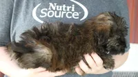 Mini Shorty, a female Whoodle for sale in Joplin, MO – 3 of 3