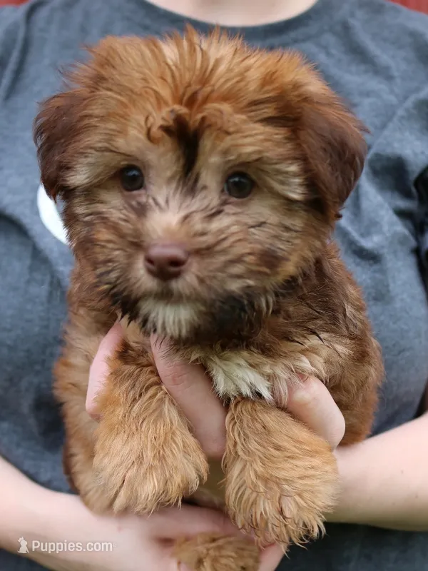 Mini Isabel – Whoodle puppy for sale in Joplin, MO