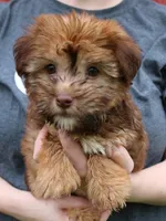 Mini Isabel, a female Whoodle for sale in Joplin, MO – 1 of 3