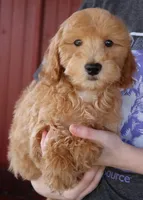 f1b Montgomery, a male Whoodle for sale in Joplin, MO – Photo 1 of 3