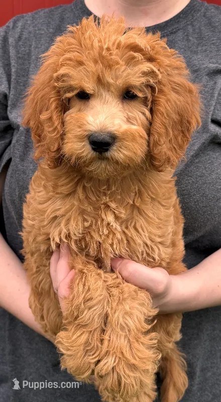 f1b Jade – Miniature Goldendoodle puppy for sale in Joplin, MO