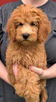 f1b Jade, a female Miniature Goldendoodle for sale in Joplin, MO – 1 of 4
