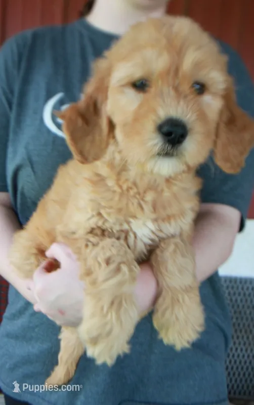 F1B Piper – Goldendoodle puppy for sale in Joplin, MO