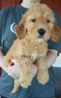 F1B Piper, a female Goldendoodle for sale in Joplin, MO – 1 of 3