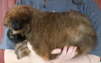 Theo, a male Soft Coated Wheaten Terrier for sale in Joplin, MO – 2 of 3