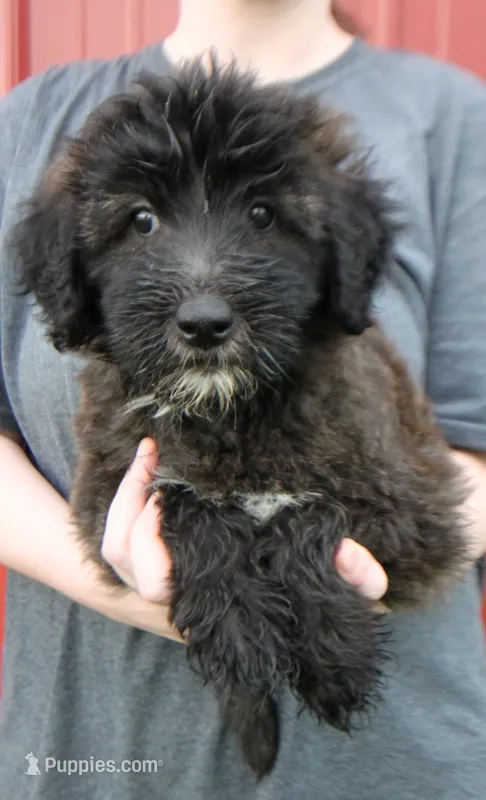 Standard size Bella – Whoodle puppy for sale in Joplin, MO